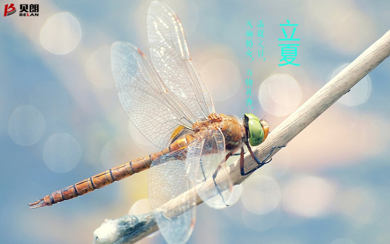 立夏啦！立夏啦！